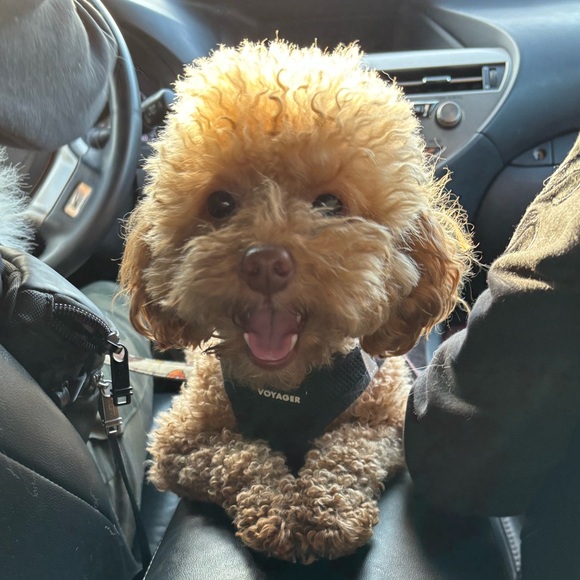 Meet your Posher, Susanna - Picture 1 of 1